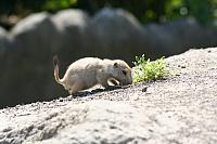 Blijdorp 140 800x533