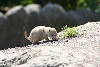Blijdorp 141 800x533