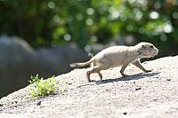 Blijdorp 144 800x533