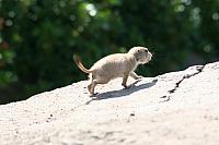 Blijdorp 145 800x533
