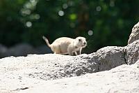 Blijdorp 149 800x533