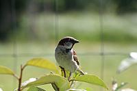Blijdorp 152 800x533