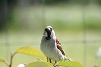Blijdorp 154 800x533