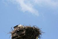 Blijdorp 182 800x533