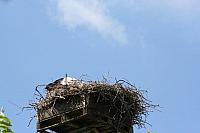 Blijdorp 183 800x533