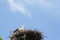 Blijdorp 187 800x533