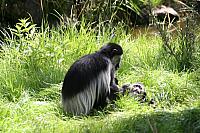 Blijdorp 201 800x533