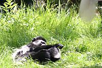 Blijdorp 211 800x533