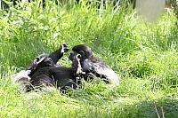 Blijdorp 212 800x533