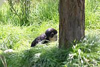 Blijdorp 215 800x533
