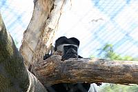 Blijdorp 220 800x533