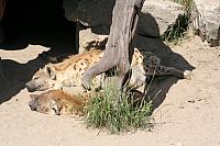 Blijdorp 229 800x533