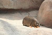 Blijdorp 260 800x533