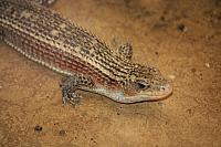 Blijdorp 264 800x533