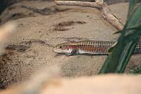 Blijdorp 265 800x533