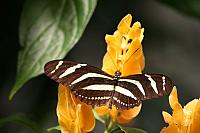 Blijdorp 321 800x533