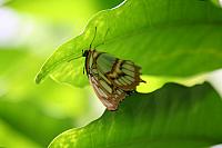 Blijdorp 324 800x533
