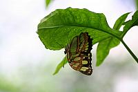 Blijdorp 331 800x533