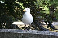Blijdorp 333 800x533