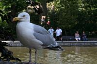 Blijdorp 337 800x533