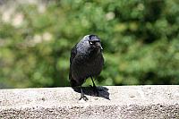 Blijdorp 342 800x533