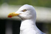 Blijdorp 343 800x533
