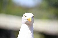 Blijdorp 344 800x533
