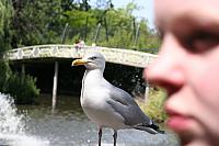 Blijdorp 352 800x533