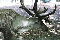 Blijdorp 410 800x533