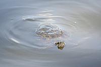 Blijdorp 437 800x533