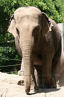 Blijdorp 471 400x600