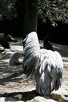 Blijdorp 490 400x600