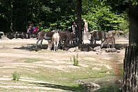Blijdorp 507 800x533