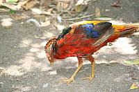 Blijdorp 535 800x533