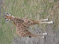 IMG 0950 800x600