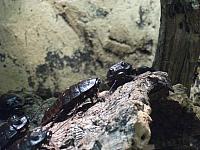 DSCF1541 800x600