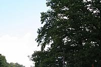 IMG 0338 800x533