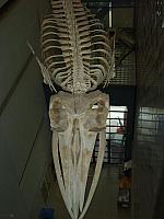 S6000073 450x600