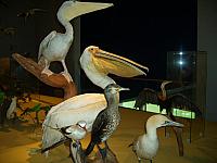 S6000118 800x600