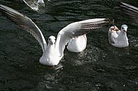 IMG 0072 800x533
