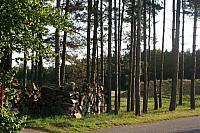 20090614 11 800x533