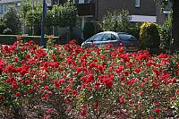 IMG 0296 800x533