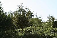 IMG 0298 800x533