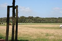IMG 0303 800x533