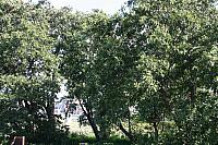 IMG 0336 800x533