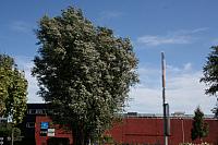 IMG 0341 800x533