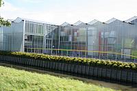 IMG 0342 800x533