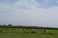 IMG 0403 800x533