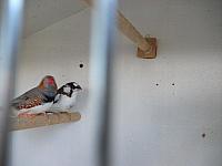 vogeltjes 001 800x600