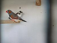 vogeltjes 002 800x600